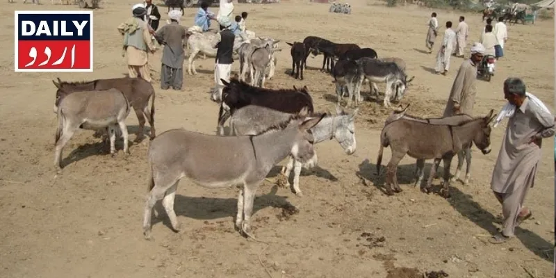 پاکستان