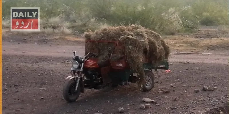 پاکستان
